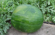 Blue Rind Variety Watermelon