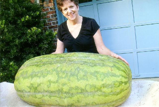Photo History Of Giant Watermelons Giant Watermelons