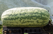 Carolina Cross Variety Watermelon