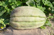 Colassal Cantaloupe Variety Melon